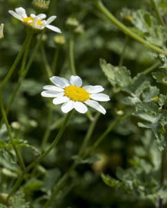 Botanische Unterschiede sind zur Kamille erkennbar