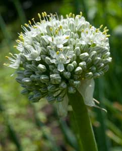 Zwiebelblüte