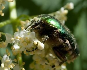 Auch der Rosenkäfer mag die süßen Blüten