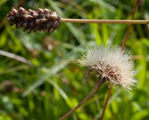 lutzin_herbst2