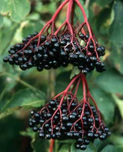 Holunder- oder Fliederbeeren