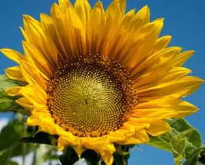 Sonnenblumen kommen ursprünglich aus Nordamerika