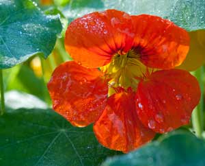 Kapuzinerkresse, sowohl die Blüten wie die Blätter sind essbar.
