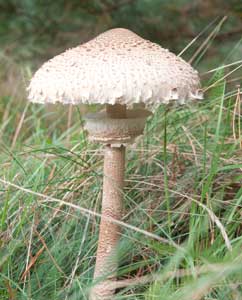 Fazinierende Pilze