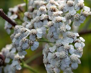 Schafgarbe im Herbstlicht