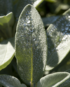 Salbeiblätter im Garten
