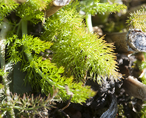 Wilder Fenchel