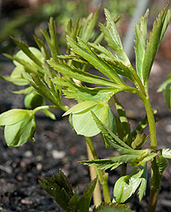 Helleborus
