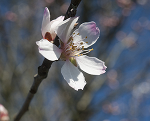 Mandelblüte