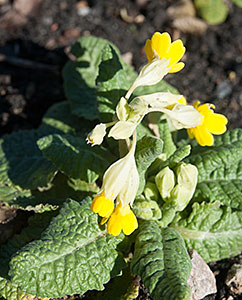Primula veris