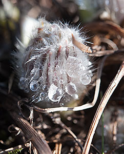 Pulsatilla20150322_0025