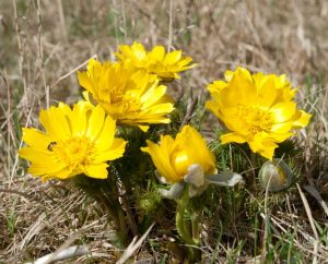 Adonisröschen in freier Natur