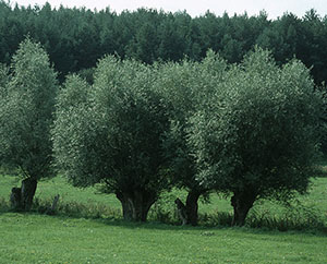 Gepflegte Kopfweiden im Sommer.