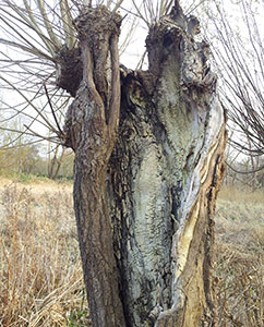 ein vom Blitz getroffener Baum mit Brandspuren.