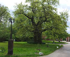 Jahrhundert-Eiche beim Preetzer Kloster