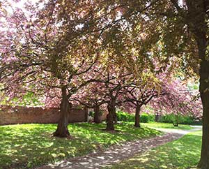 Mandelbäum-Allee