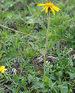 Arnica montana ist eine geschützte Heilpflanze