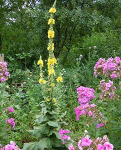 Naturgarten vom Feinsten