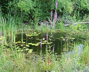 Der Teich: Rückzugsort für Frösche