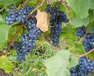 Weintrauben vor der Ernte