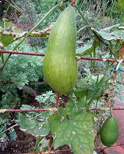 Schwammkürbis (Luffa aegyptiaca)