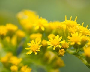 Goldrute - Solidago in Nahaufnahme