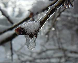 Knospen oder nicht?