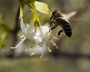 Die Duftende Heckenkirsche lockt Bienen an.