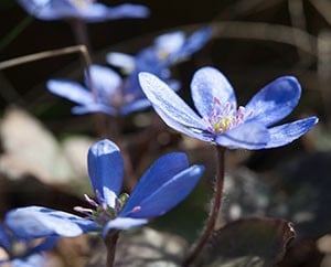 Leberblümchen