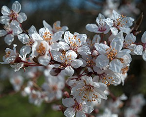 Mandelblüten