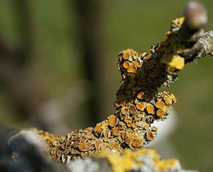 Flechten nutzen die Sonne ebenfalls.