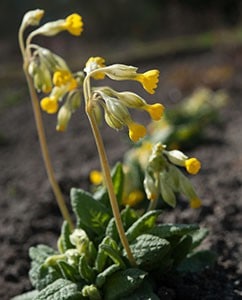 Schlüsselblume