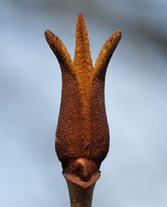 Faszinierender Formenreichtum