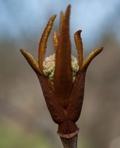 Die Blüten brechen die Hülle auf.