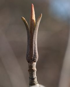 Geschlossene Blütenkapsel