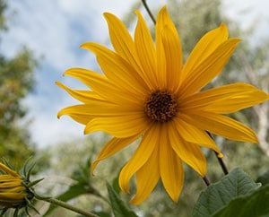 Die Blüten blühen im Herbst