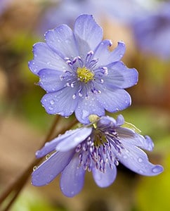 Leberblümchen sind geschützte Heilpflanzen