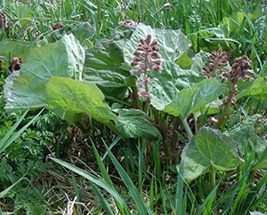 Pestwurz (Petasites hybridus)