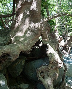 Baum_Stein