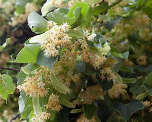 Eine Überfülle an Lindenblüten