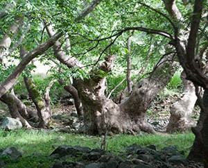 Zauberwald