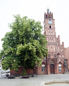 Linde vor dem Rathaus, links am Bildrand, der große Roland