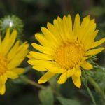 Grindelia