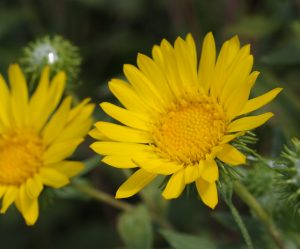 Grindelia