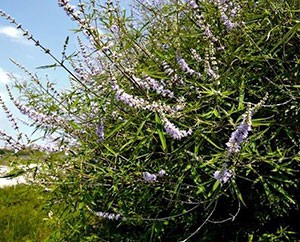 Blüten, ©Gudrun Schliemann