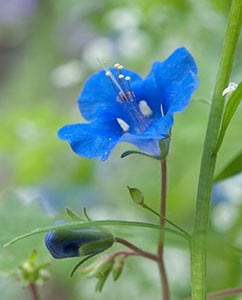 "blaue Blume"
