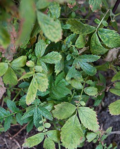 trockne, alte Blätter - so sieht Herbst eher aus