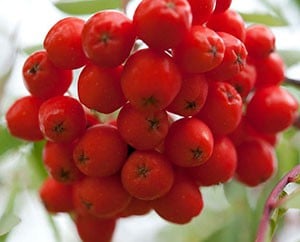 Rot leuchtende Ebereschen-Früchte