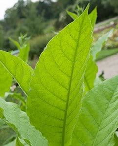 Tabakblatt im Sommer