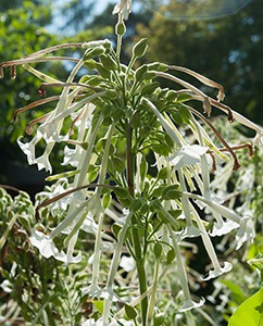 Tabaktblüten im Sommer